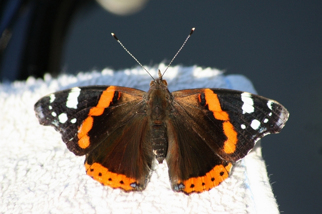 Sorpresa al ritorno a casa - Vanessa atalanta